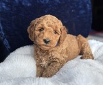 Small #3 Goldendoodle (Miniature)