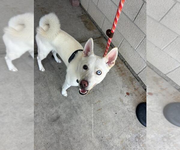 Medium Photo #2 Siberian Husky-Unknown Mix Puppy For Sale in Rowlett, TX, USA