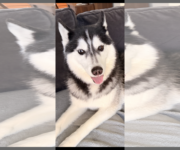 Medium Photo #7 Siberian Husky-Unknown Mix Puppy For Sale in Oakhurst, NJ, USA