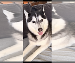 Small #6 Siberian Husky Mix