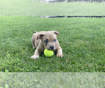 Small Photo #9 American Bully Puppy For Sale in OVERLAND, KS, USA