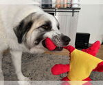 Small #5 Great Pyrenees