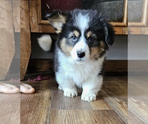 Pembroke Welsh Corgi Puppy for sale in MILTON, WI, USA