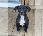 Small Photo #5 American Pit Bull Terrier-Black Mouth Cur Mix Puppy For Sale in Bolivar, MO, USA