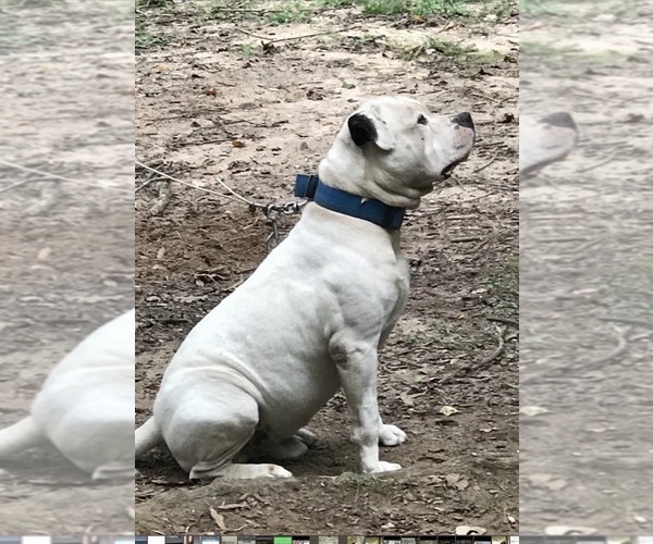 Medium Photo #2 American Bulldog Puppy For Sale in MACON, GA, USA