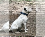 Scooby - Male American Bulldog Dog for Adoption - Photo #2