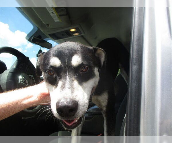 Medium Photo #1 Siberian Husky-Unknown Mix Puppy For Sale in Ocala, FL, USA