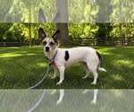 Small #1 Mutt