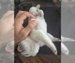 Small #5 Pug
