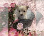 Small #5 Chihuahua