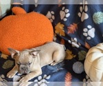 Small #2 French Bulldog