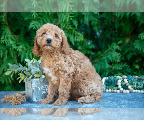 Medium Photo #3 Cavapoo (Miniature) Puppy For Sale in KIRKWOOD, PA, USA