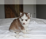 Small #2 Pomsky