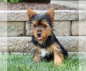 Yorkshire Terrier Puppy for sale in BIRD IN HAND, PA, USA