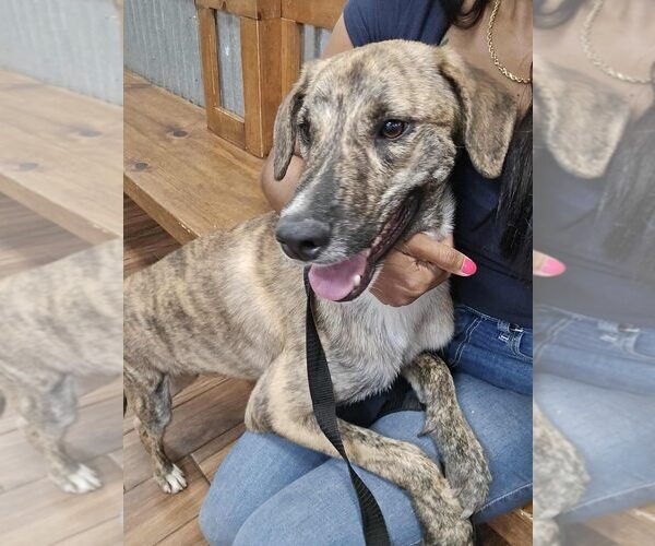 Medium Photo #1 Mountain Cur-Plott Hound Mix Puppy For Sale in New York, NY, USA