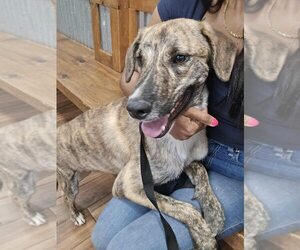 Mountain Cur-Plott Hound Mix Dogs for adoption in New York, NY, USA