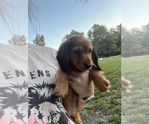 Dachshund Puppy for sale in RAMER, TN, USA