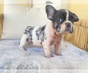 French Bulldog Puppy for sale in MORENO VALLEY, CA, USA