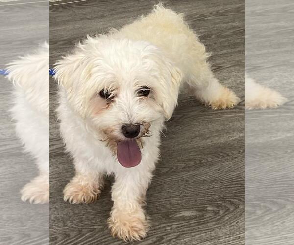 Medium Photo #4 Maltese Puppy For Sale in Westminster, MD, USA