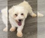Small Photo #4 Maltese Puppy For Sale in Westminster, MD, USA