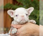 Small #1 French Bulldog