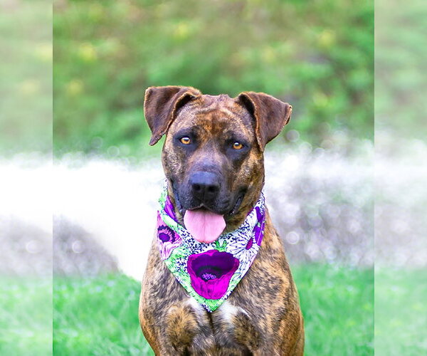 Medium Photo #7 Mountain Cur-Unknown Mix Puppy For Sale in Unionville, PA, USA