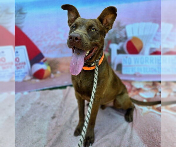 Medium Photo #2 Labrador Retriever-Unknown Mix Puppy For Sale in Long Beach, CA, USA