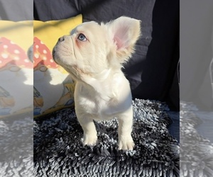 French Bulldog Puppy for sale in BOSTON, KY, USA