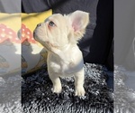 Image preview for Ad Listing. Nickname: TUCK