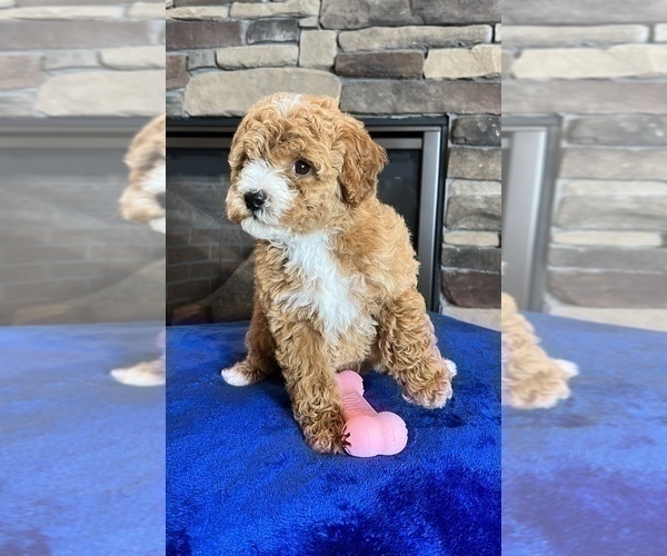 Medium Photo #6 Goldendoodle (Miniature) Puppy For Sale in NOBLESVILLE, IN, USA