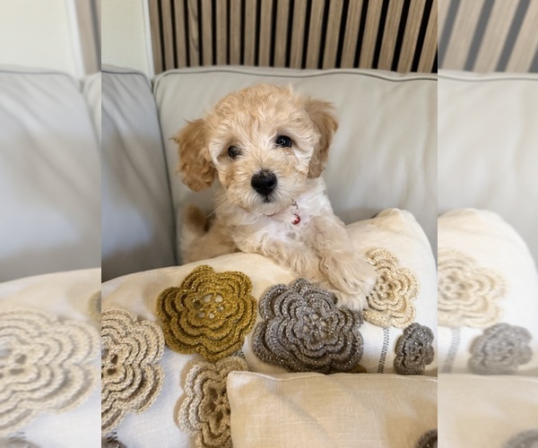 Medium Photo #1 Bichon Frise Puppy For Sale in VANCOUVER, WA, USA