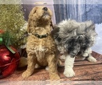 Small Photo #25 Aussiedoodle Puppy For Sale in COMMERCE, MI, USA