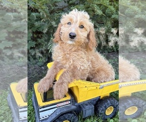 Cockapoo (Miniature) Puppy for sale in MIDDLEBURY, IN, USA