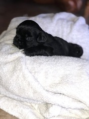 Shih Tzu Puppy for sale in GLENDALE, AZ, USA
