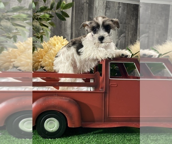 Medium Photo #4 Schnauzer (Miniature) Puppy For Sale in CANOGA, NY, USA