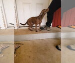 Small #5 Dachshund Mix