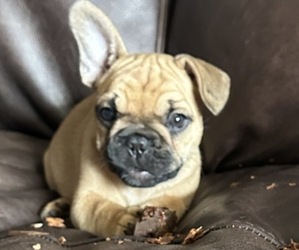 French Bulldog Puppy for sale in MARSHALL, MO, USA