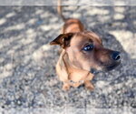 Small Photo #14 American Pit Bull Terrier-Unknown Mix Puppy For Sale in Woodbury, NY, USA