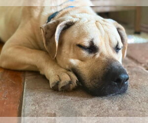 Labrador Retriever-Unknown Mix Dogs for adoption in Hinton, WV, USA
