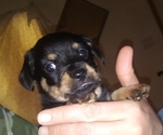 Small #3 Chiweenie-Yorkshire Terrier Mix