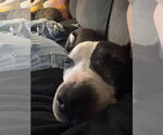 Small #4 American Staffordshire Terrier Mix