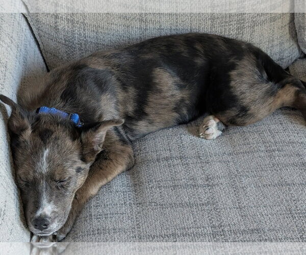 Medium Photo #3 Mutt Puppy For Sale in Omaha, NE, USA