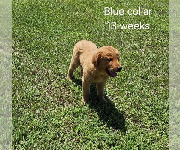 Medium Photo #5 Golden Retriever Puppy For Sale in MORRILL, KS, USA