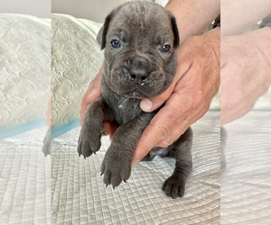 Cane Corso Puppy for sale in PORTER RANCH, CA, USA