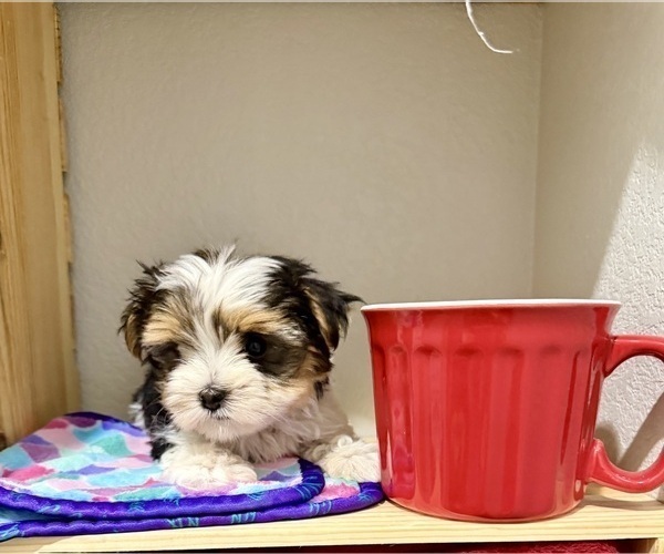 Medium Photo #6 Morkie Puppy For Sale in CASSVILLE, MO, USA