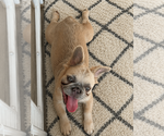 Small #2 French Bulldog