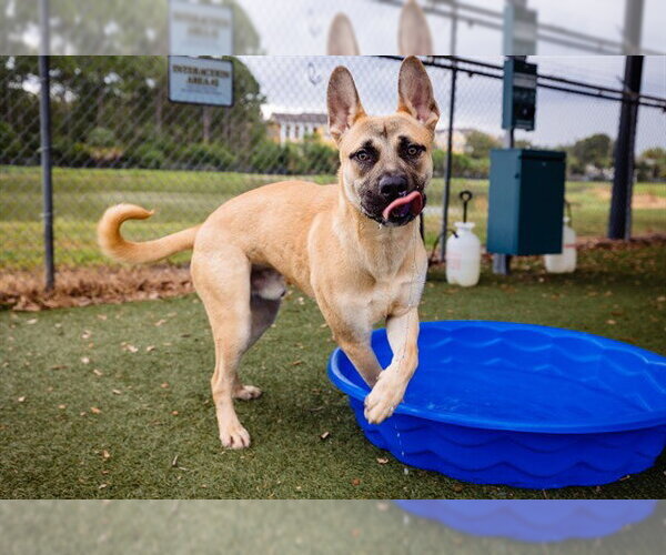 Medium Photo #1 Black Mouth Cur Puppy For Sale in Orlando, FL, USA