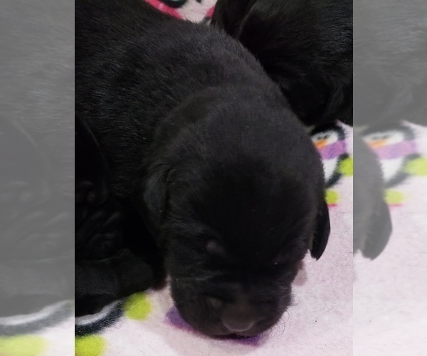 Medium Photo #6 Labrador Retriever Puppy For Sale in OLYMPIA, WA, USA