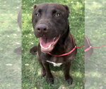 Small Labrador Retriever
