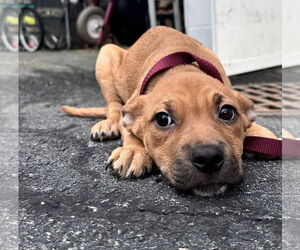 Chihuahua-Unknown Mix Dogs for adoption in Sterling, MA, USA